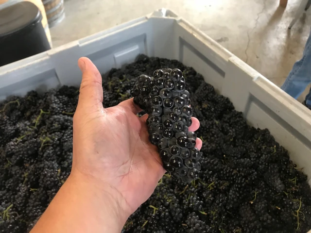 A bunch of wine grapes being held in an open hand.