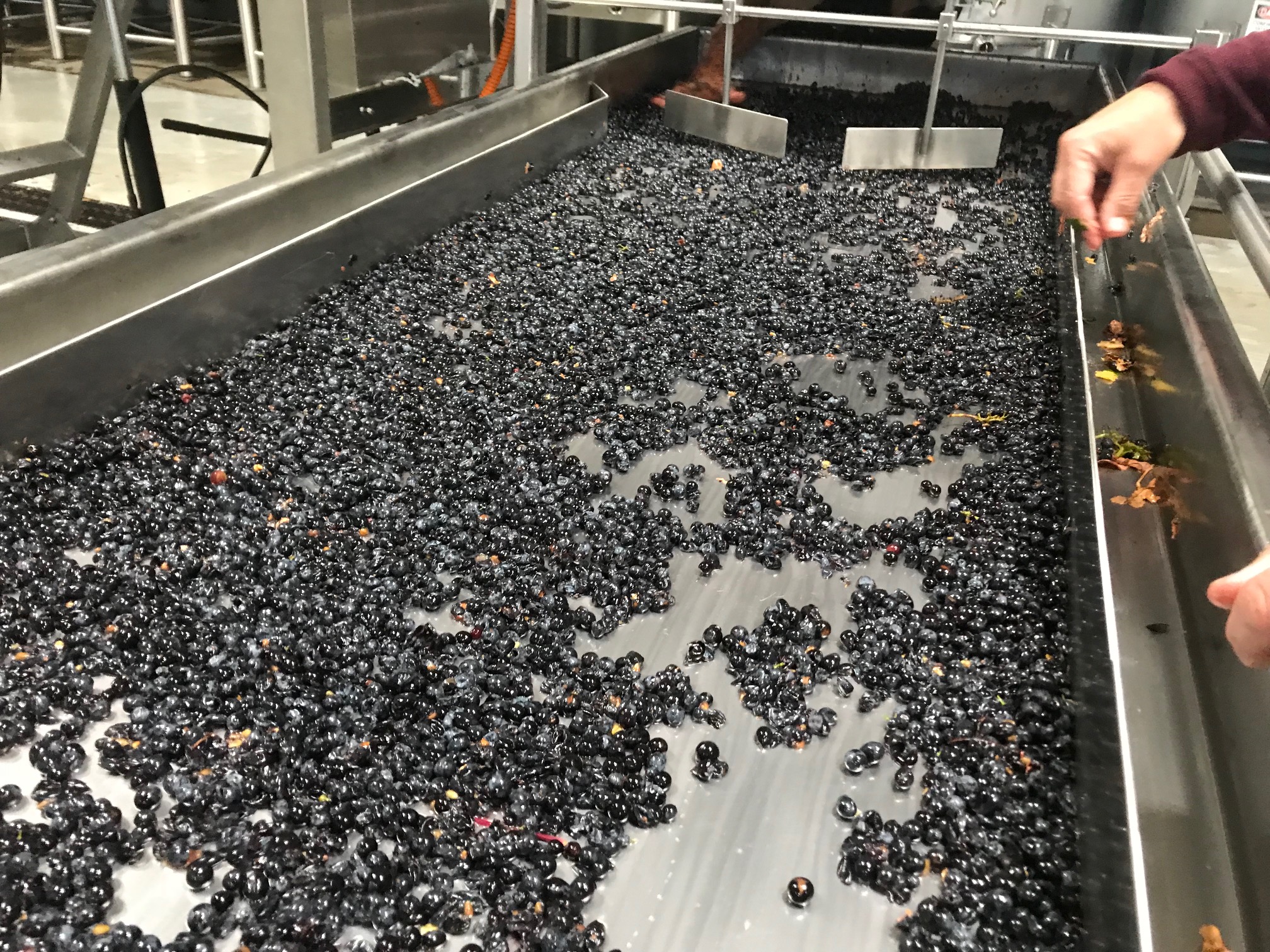 Wine grapes on a sorting table.