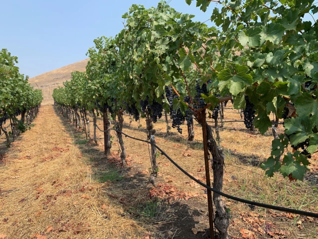 The view in a vineyard looking down a row of grapevines.